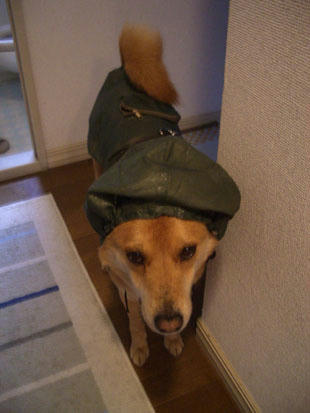 rain1.jpg