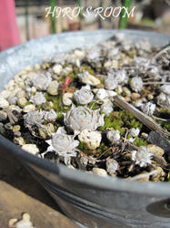 IMG20090305-n2.jpg