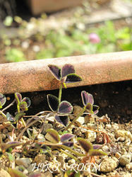 IMG20090305-n3.jpg