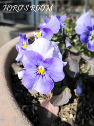 IMG20090305-n4.jpg