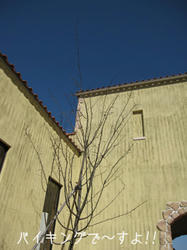 IMG20090307-n2.jpg