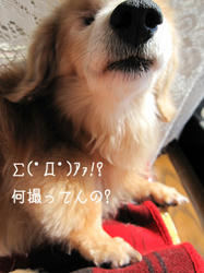 IMG20090315-n3.jpg