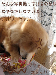 IMG20090315-n4.jpg