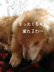 IMG20090315-n5.jpg