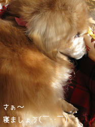 IMG20090315-n6.jpg