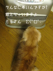 IMG20090316-n3.jpg