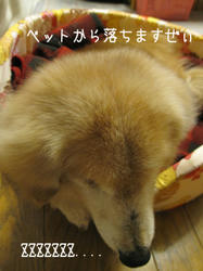 IMG20090316-n4.jpg