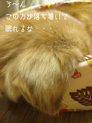 IMG20090316-n5.jpg