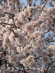 IMG20090406-n1.jpg