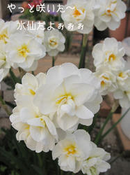 IMG20090413-n1.jpg