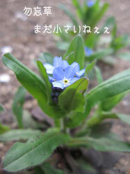 IMG20090413-n2.jpg