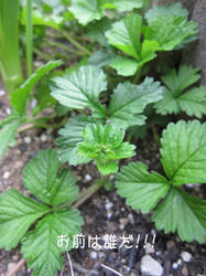 IMG20090413-n4.jpg