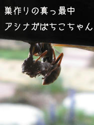 IMG20090427-n1.jpg