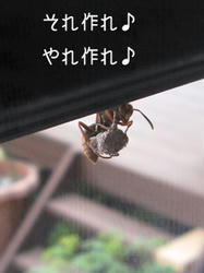 IMG20090427-n2.jpg