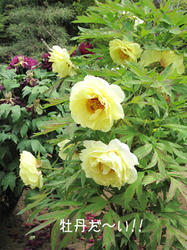 IMG20090505-n1.jpg