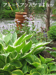 IMG20090505-n4.jpg
