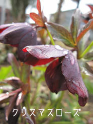 IMG20100401-n.jpg
