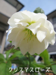 IMG20100401-n2.jpg