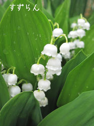 IMG20100509-n2.jpg
