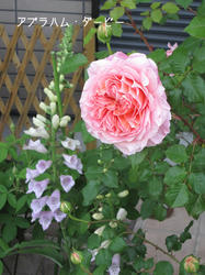 IMG20100523-n1.jpg