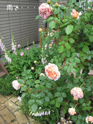 IMG20100528-n1.jpg