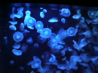 SA3B0220.JPG