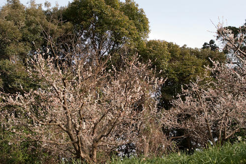 20120320-IMGP0049.jpg