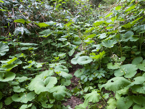 20130616-R0015840.jpg