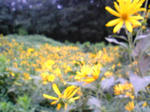 Image495.jpg