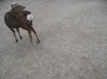 IMG_6653.JPG