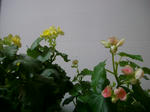 IMGP0747.JPG