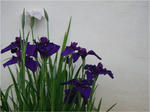 9b052313.jpg