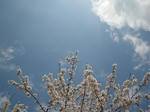 IMGP4009.JPG