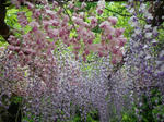IMGP4241.JPG