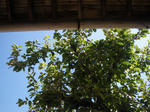 IMGP5470.JPG