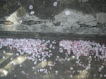 IMGP8004.JPG