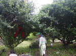 4.gif