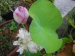 IMGP9484.JPG