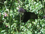 IMGP0136.JPG