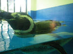 IMGP0223.JPG