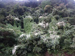 IMGP0271.JPG