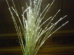 IMGP0279.JPG