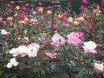 IMGP1044.JPG