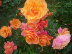 IMGP1061.JPG