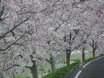 IMGP3241.JPG