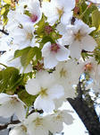 SH370001.1.jpg
