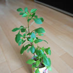 c783b990.jpg