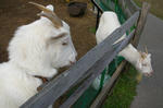 1122-DSCN3402.JPG