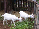 yagi01.jpg