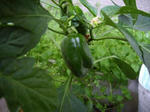 green_pepper